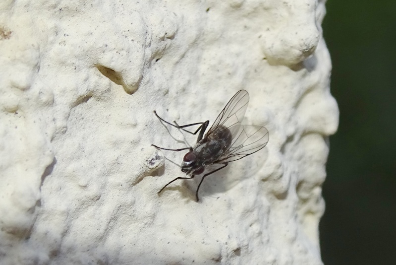[Muscidae, cf. Limnophora sp.] Une petite mouche Dsc09913