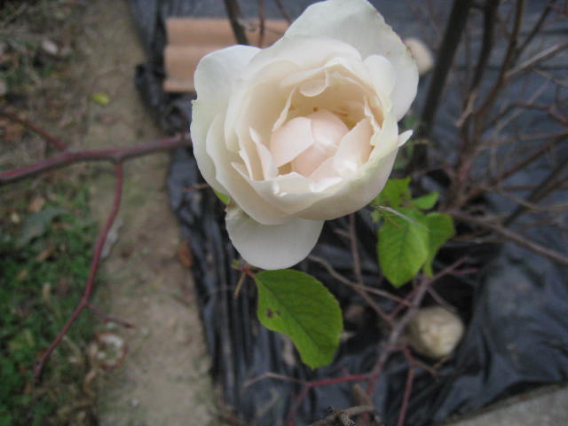quelques fleurs - Page 3 Photo_21