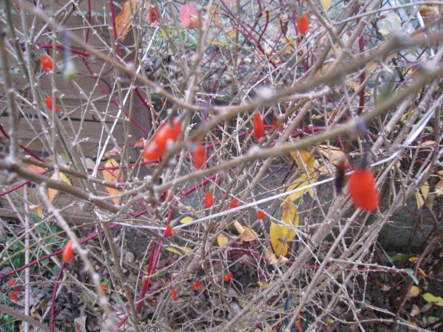 quelques fleurs - Page 3 Photo_23