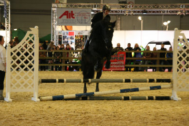 Flanders Horse Expo 2011 Fhe1410