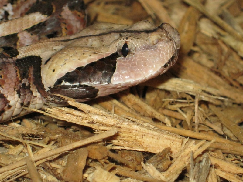 Bitis gabonica rhinoceros Img_0012