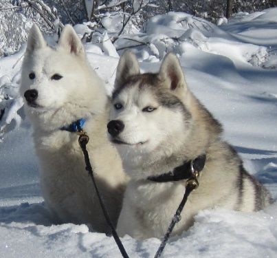 Couple de Huskies sibériens à placer Sj_min10