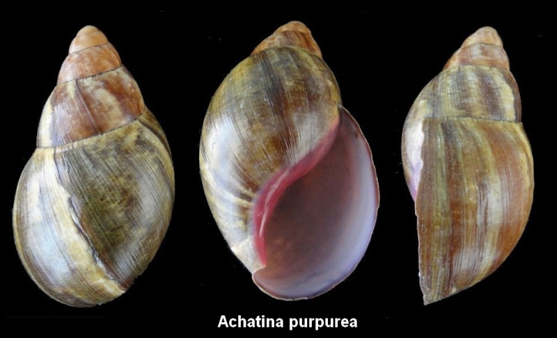 Achatina purpurea (Gmelin, 1790) 030_0012
