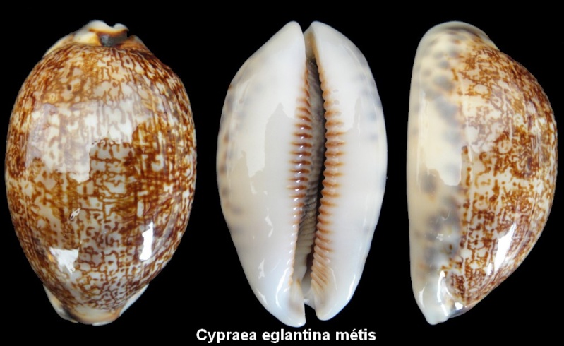 Mauritia eglantina metis - (Duclos, 1833) Cyprae13