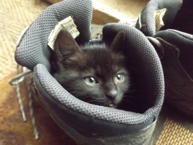 MON ADORABLE TERRE NEUVE 00110