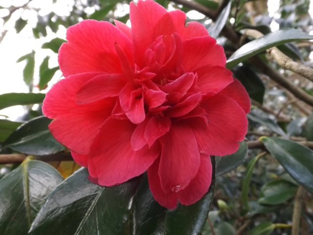 Camellia , saison 2015 - 2016 01410