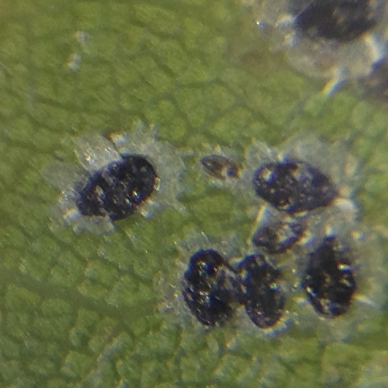 Black spots on underside of live oak leaves... Oak_sp11