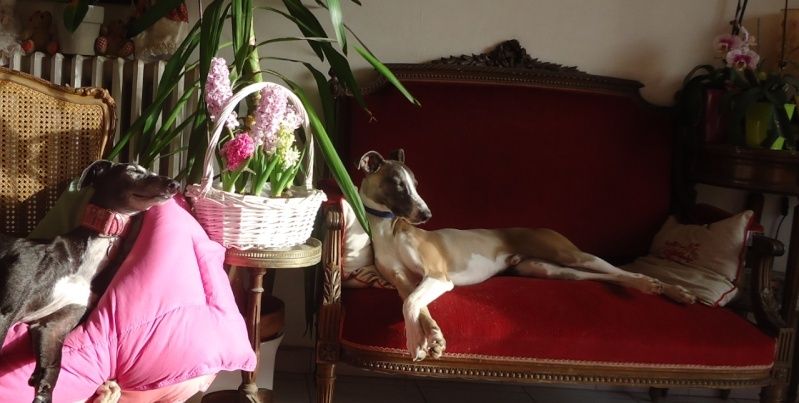 JAX WHIPPET DE 11 MOIS adopté - Page 3 Jax10410