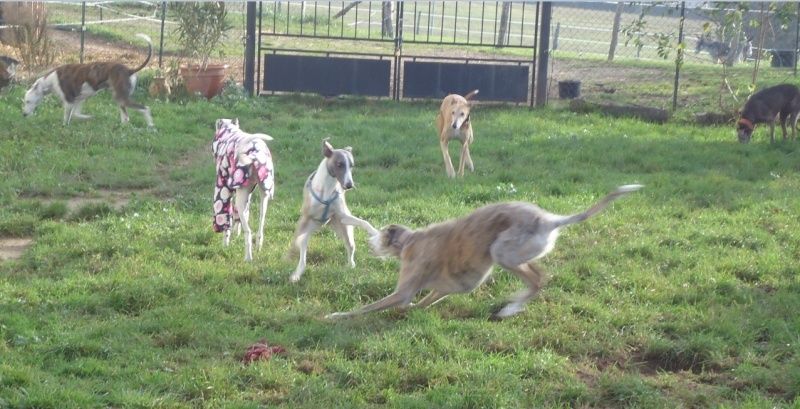 JAX WHIPPET DE 11 MOIS adopté - Page 2 Jax3810