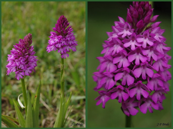 Des orchidées dans vos jardins  Anacam10