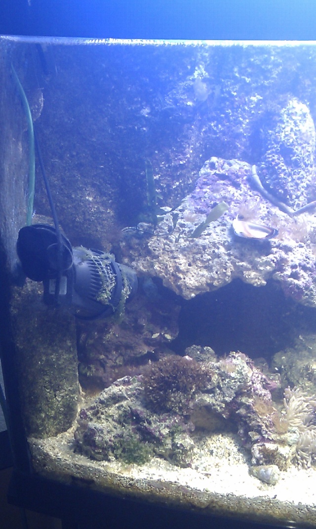 mon premier aquarium marin de 250L 95410