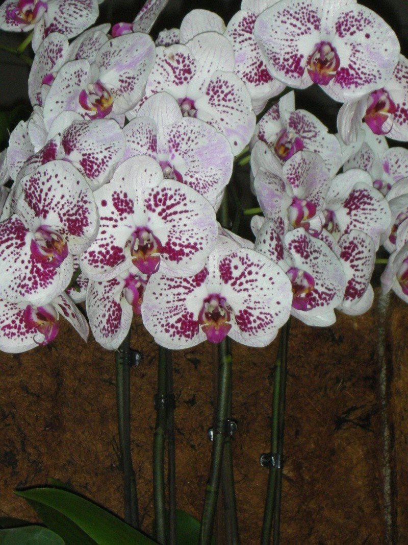 orchidées : nos floraisons au fil des saisons 2010-2013-2014  Dscn3010