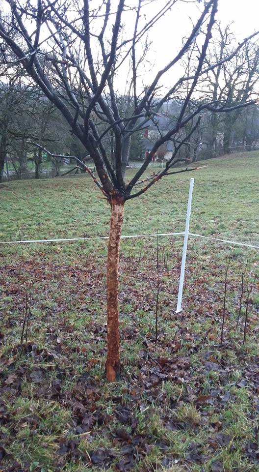 Fruitiers attaqués, que puis-je faire? Arbre10