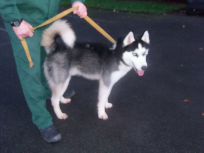 Husky né le 01/01/2009 - Ok chiens, pas de chat REFU62  25510