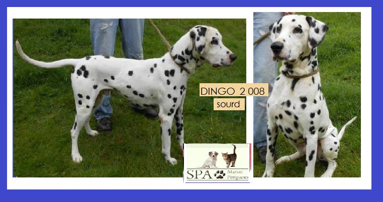 DINGO - dalmatien 8 ans (sourd)  2 ans de refuge - Spa de Marsac (24) 12193310