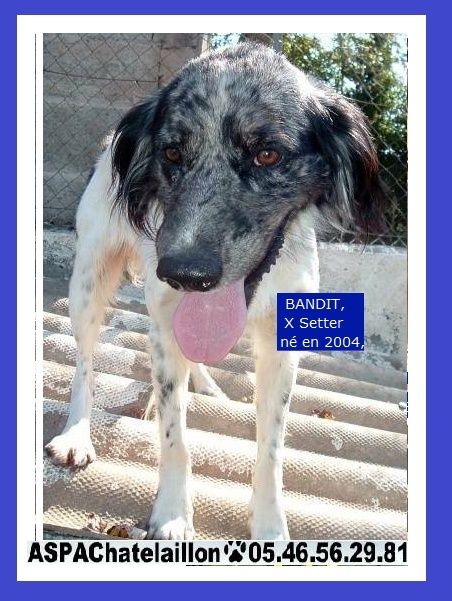 chatelaillon - Adoptez moi - BANDIT - x setter 14 ans (12 ans de refuge) ASPAC à Chatelaillon (17) A13