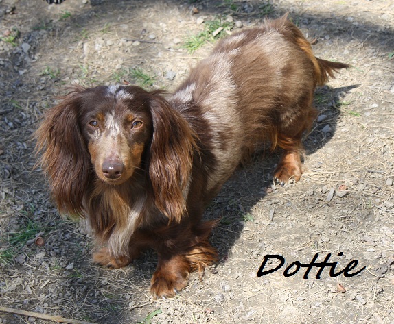 Dottie & Rocky Dottie11