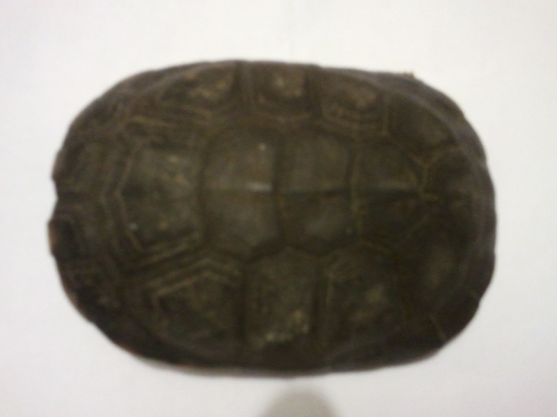 tortue trouve de l'aide SVP 2010-110