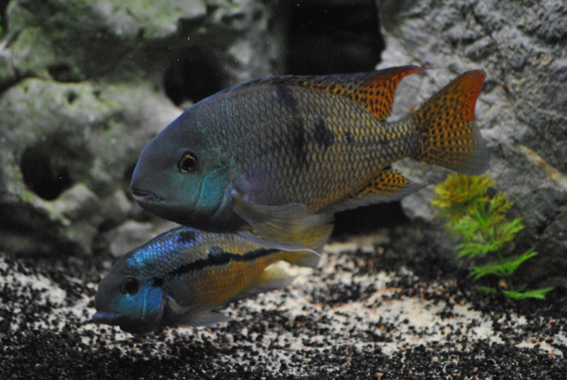 Mon jeune rivulatus Dsc_0029