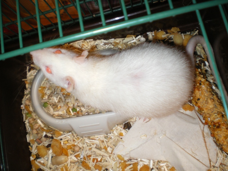  Ange à l'adoption, ratoune albinos cherche une gentille famille Imgp5412