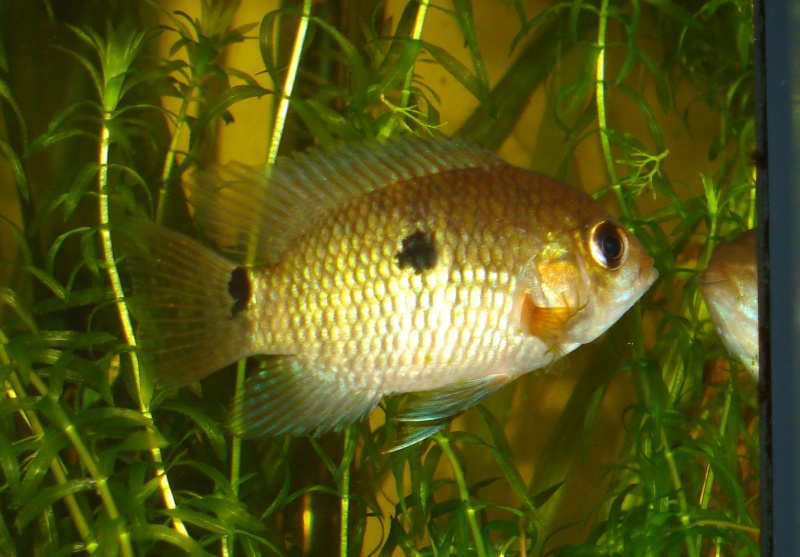 Demande d'aide pour identifier un poisson Poisso11