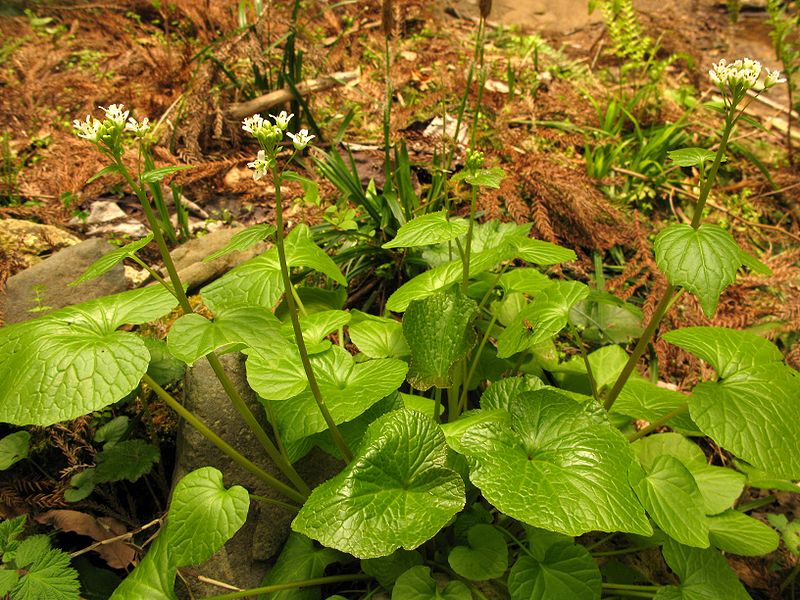 FLEURS OU ARBRES par ordre ALPHABETIQUE - Page 10 Wasabi10