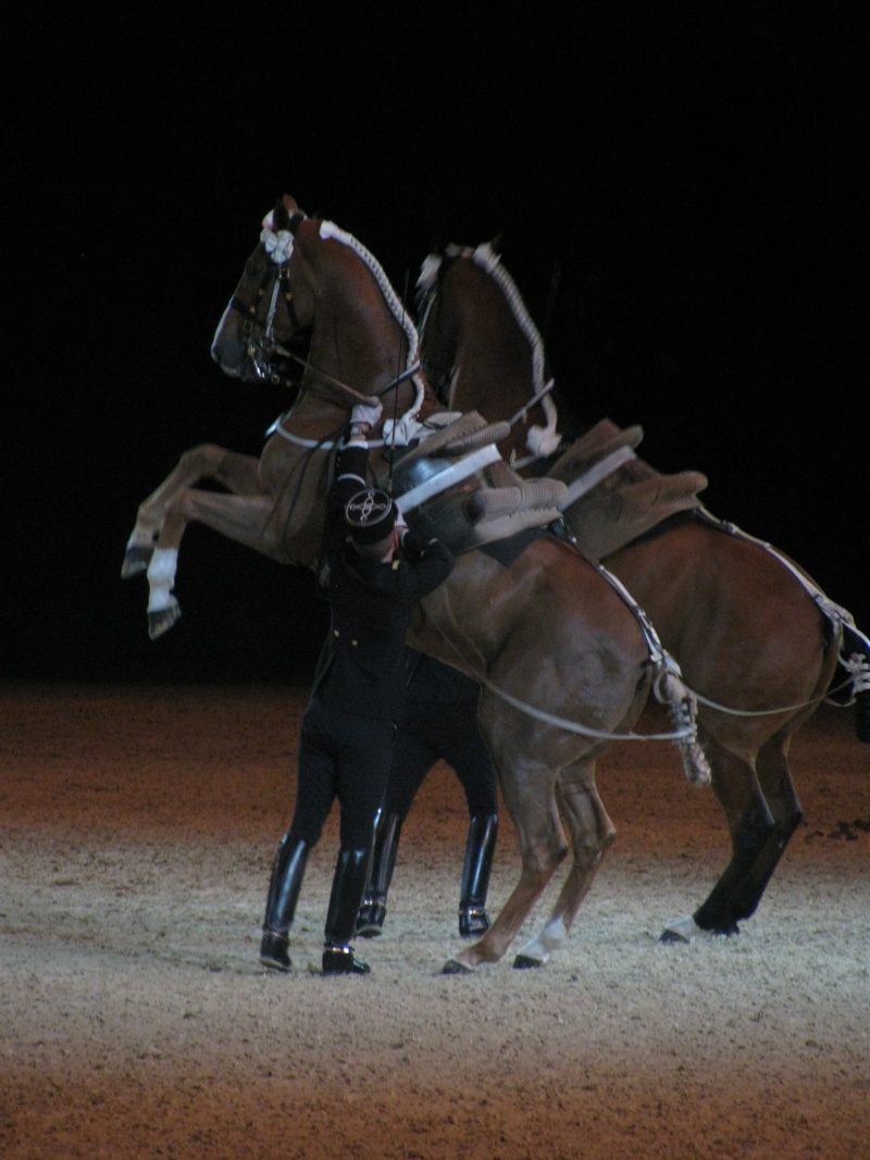 Les chevaux du Cadre Noir de Saumur à Lens Img_6311