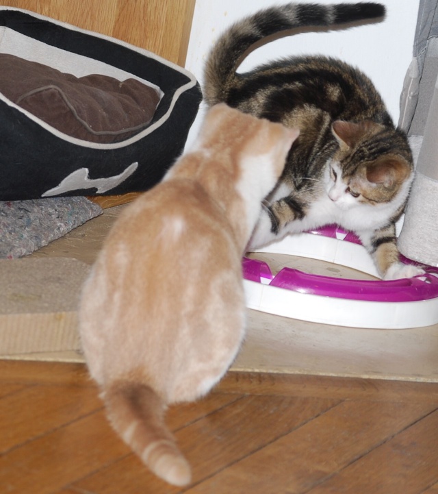 GARY (ex-CARRY) - tigré et blanc (01.10.2015) Copper12