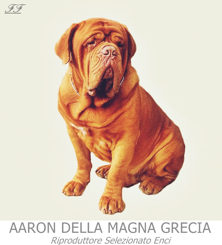 AARON DELLA MAGNA GRECIA 12506810