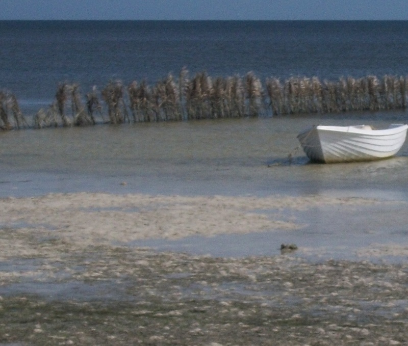 Chasse sous-marine 100_0212