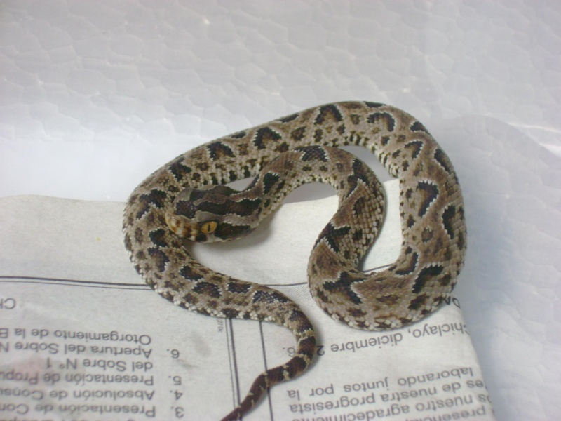 Sancarranca Pitviper (Bothrops barnetti) Barnet10