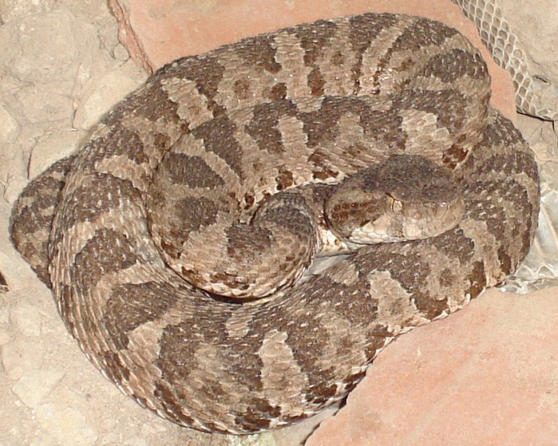 Desert Lancehead (Bothrops pictus) Bothro15