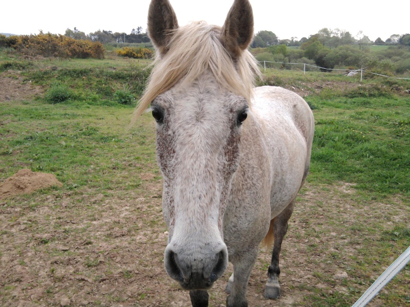 Votre cheval ou chouchou Photo010