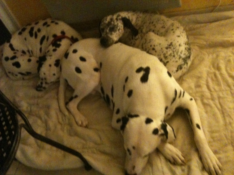 [ADOPTEE] DAISY - DALMATIEN F - 9 ans - en FA ( dpt 02) - asso dalmaSF Img_1017