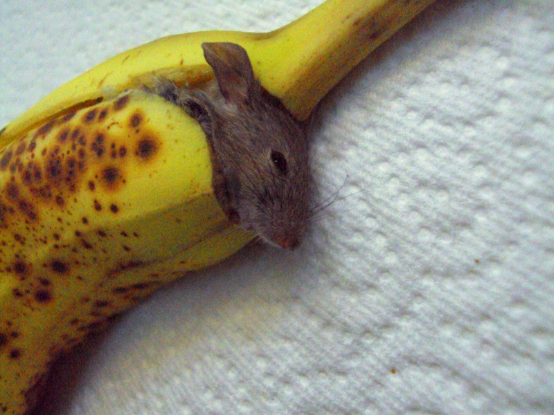Bananas ^_^ Mouseb10