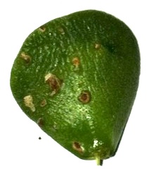 weird brown spots on dwarf jade Bonzai14