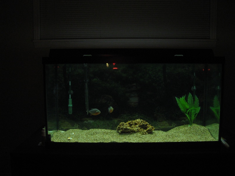Mon aquarium 06610