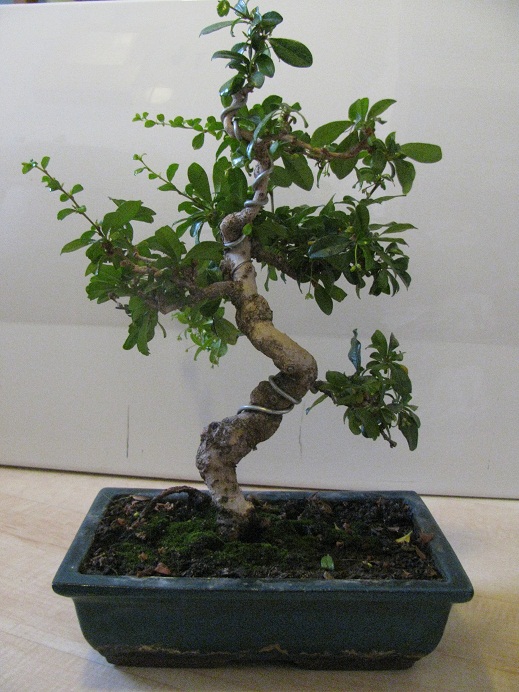 Fukien Tea 00310