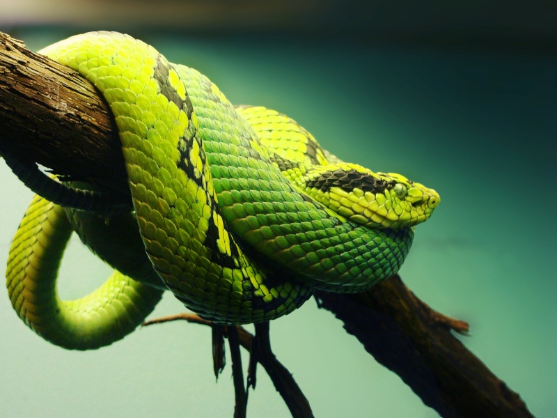 plus belles photo de reptiles (amphibien, insectes....) Pit_vi10