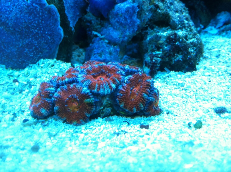New corals Ihpone10