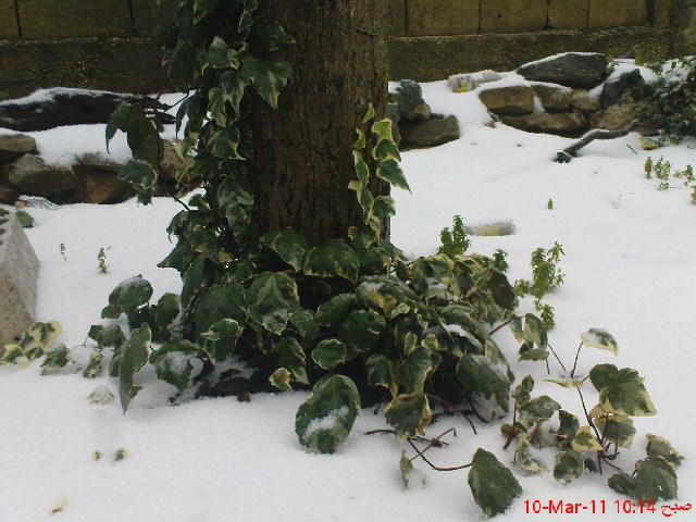 صور من كاف الجاع Dsc01010