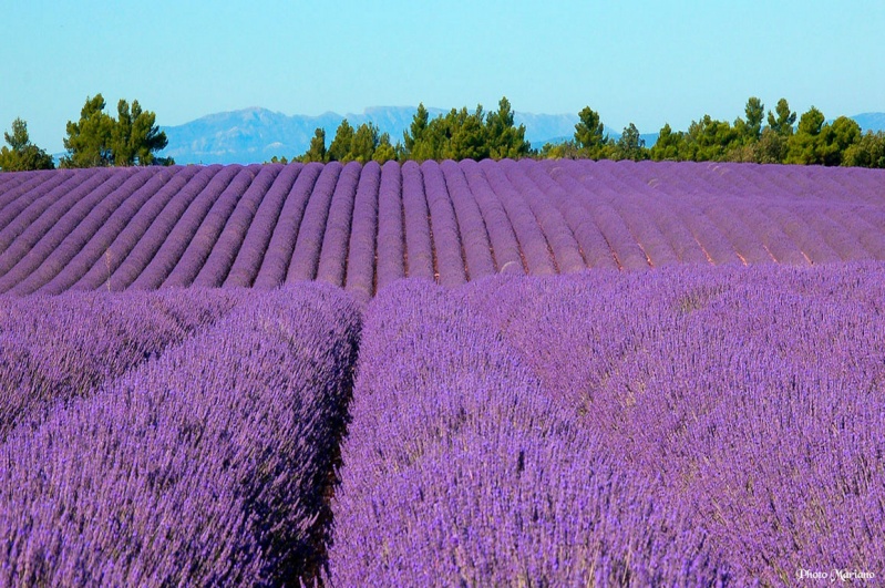 FLEURS OU ARBRES par ordre ALPHABETIQUE - Page 13 Proven10