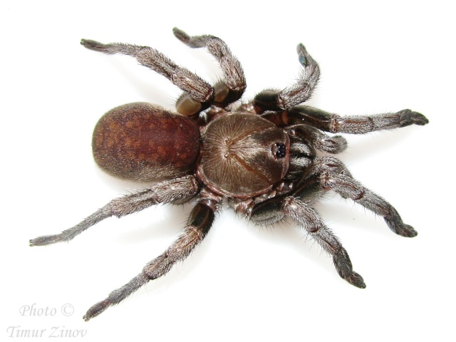 Cyphonisia sp.(Silver African Trapdoor spider) C_sp_s10