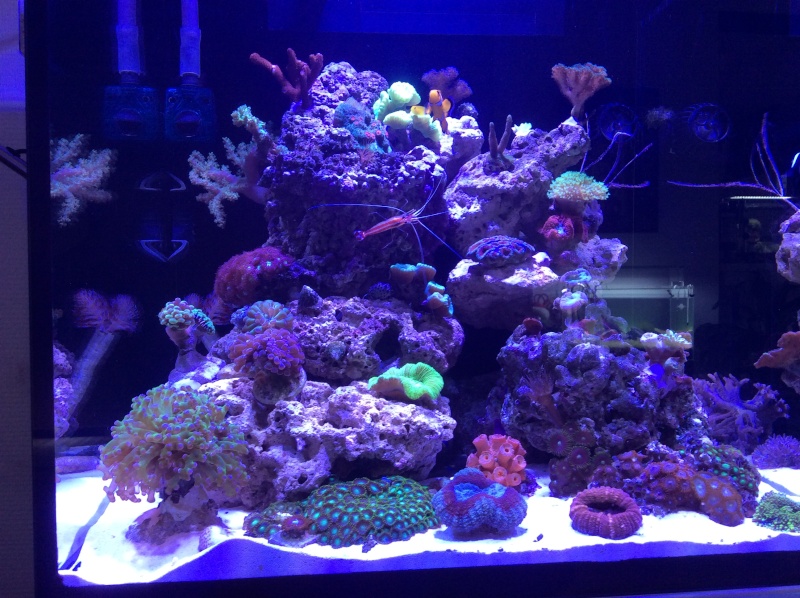 Nouveau REDSEA REEFER NANO de Bubulle... Img_1333