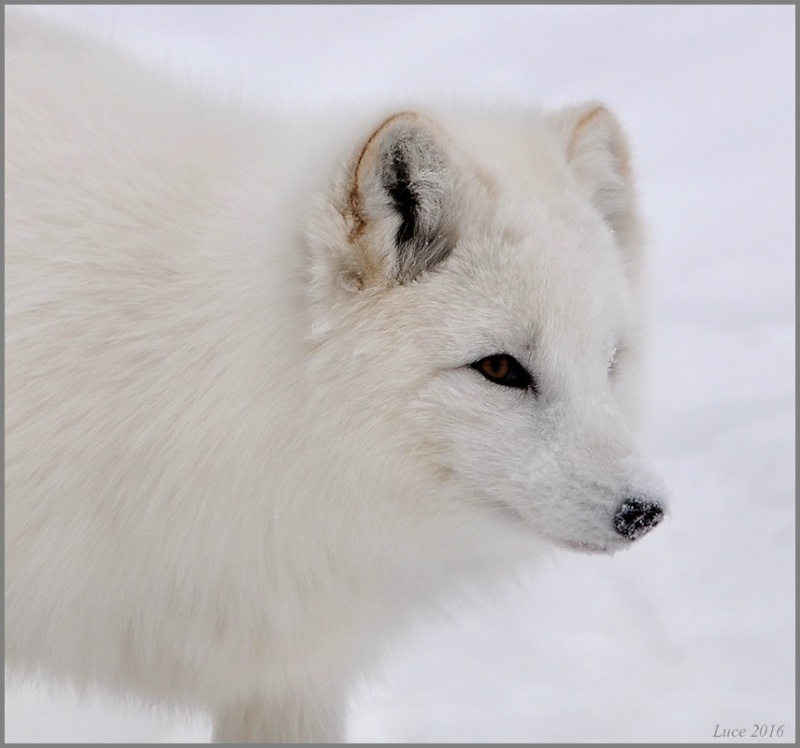 Renard arctique !  Dsc_9610