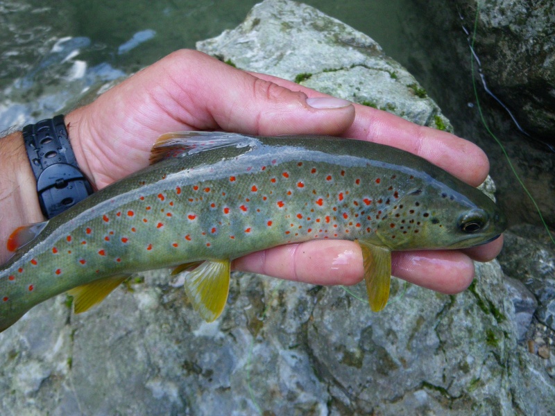 Souche corse salmo trutta macrostigma - Page 3 Imgp8410