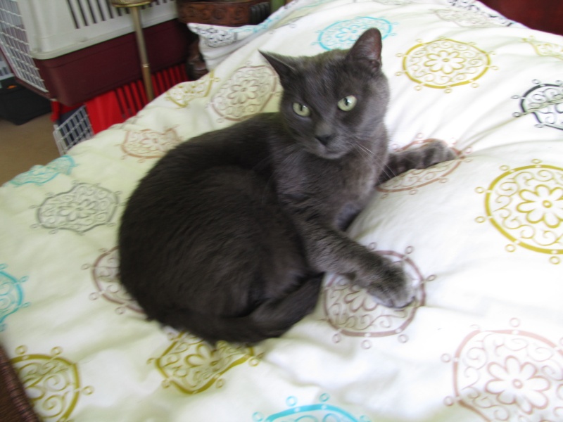 [SAUVETAGE] YANKEE, européen type chartreux bleu, 11 ans, M Img_3211