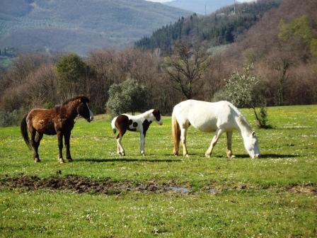 cuccioli di cavallo Famigl10