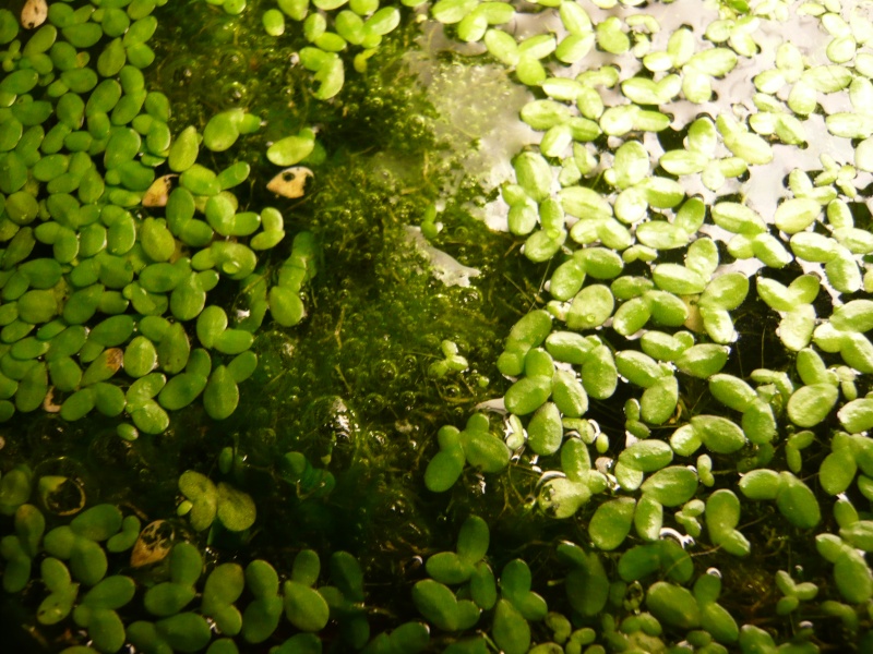 edit titre: problèmes "d'algues" persistant/nouvel arrivant apisto P1070413