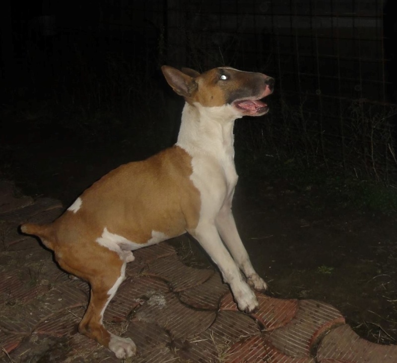 Xu, bull terrier né en 2009 - abandonné à la pension - ADOPTION SPECIALE 12394210